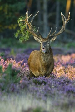 Strong red deer ( Cervus elaphus) in flowering heath with twig in antlers during rutting, National Park De Hoge Veluwe, Netherlands