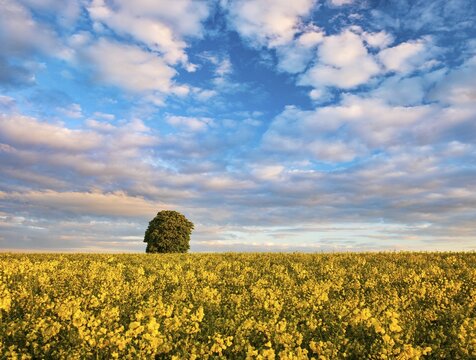 Flowering horse chestnut (Aesculus) in flowering rape field under blue sky with clouds in spring, morning light, Burgenlandkreis, Saxony-Anhalt, Germany