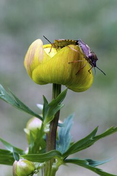 Sloe Bugs (Dolycoris baccarum) perched on a Globe Flower or Globeflower (Trollius europaeus), Lake Riedenersee, Lech Valley, Tirol, Austria
