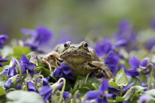 Common frog (Rana temporaria) adult amphibian on garden blue violet flowers in spring, England, United Kingdom