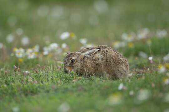 European brown hare (Lepus europaeus) juvenile leveret animal feeding in grassland amongst wildflowers in summer, England, United Kingdom