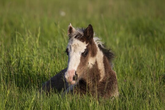 Horse (Equus caballus) juvenile baby foal sitting in a grass field, England, United Kingdom