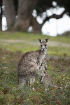 Eastern grey kangaroo (Macropus giganteus) adult female with a juvenile baby joey, Victoria, Australia