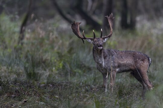 It is said that the presence of females has no influence on the calling activity of fallow deer (Dama dama), my observations, especially at the end of the rut, cannot confirm this statement, rut, mating season, deer rut, autumn, October, Germany