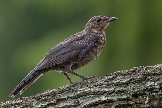 A young blackbird (Turdus merula) on the branch of an oak tree, baby animals, young bird, July, Germany