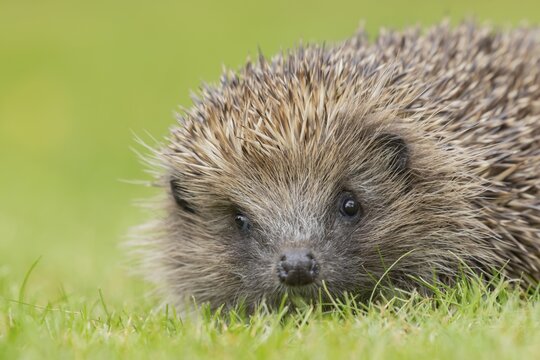 European hedgehog (Erinaceus europaeus) adult animal on a garden grass lawn, Suffolk, England, United Kingdom
