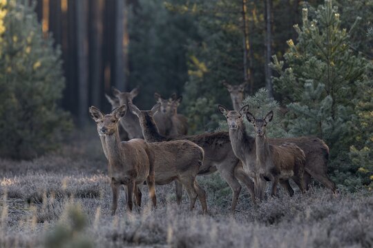 As I am only half-covered behind a tree, some red deer (Cervus elaphus) and calves quickly become aware of me, frost, cold, hoarfrost, morning sun, Germany