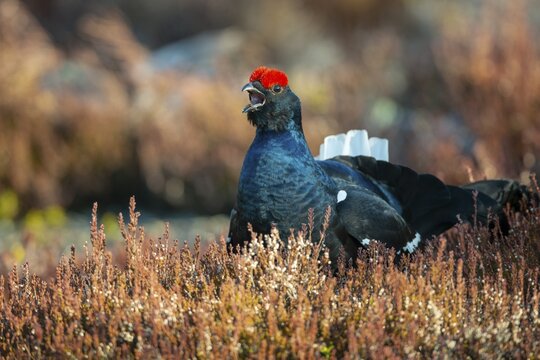Black grouse (Lyrurus tetrix), black grouse courtship in Sweden, F&aring;gelsj&ouml;, G&auml;vleborgs l&auml;n, Sweden
