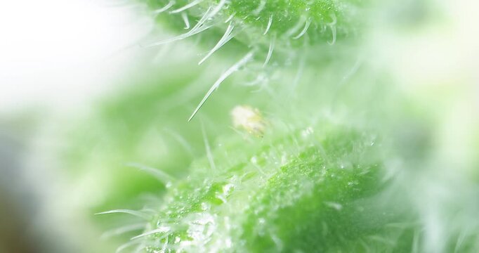 Detailed macro footage of insect compound eye and wing structure