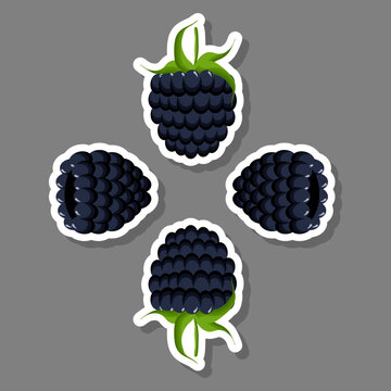 Berry theme from set juicy delicious blackberry of various sizes