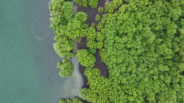 Aerial topdown view of dense mangrove forest meeting turquoise coastal water, Pucon, Chile.
