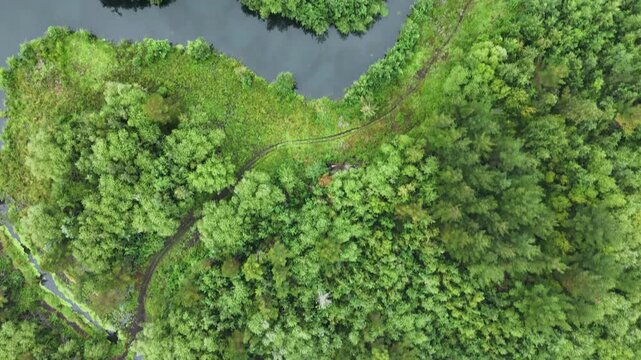 Overhead drone over green wetland, flooded forest, pond, Pucon, Chile.