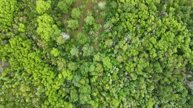 Aerial topdown view of dense forest canopy and clearing, Pucon, Chile.