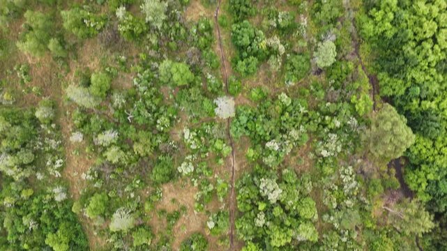 Aerial topdown view of mixed woodland and dirt trails near Pucon, Chile.