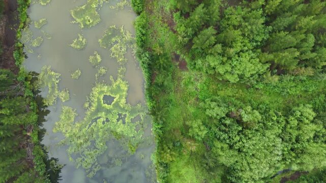 Aerial topdown drone over algaecovered pond, dense evergreen forest, Pucon, Chile.