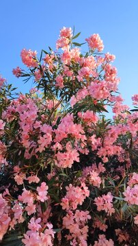 Pink oleander flowers gently swaying in the wind under a clear blue sky background. Shot in vertical format