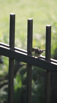 A grey warbler sits and sings on an iron fence rail