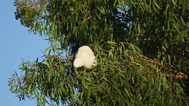 Wild sulphur crested cockatoo feeding in native eucalyptus tree