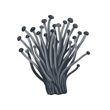 Fresh Enoki Mushrooms Isolated on White Background.