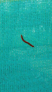Small Red Millipede Crawling on Green Netting