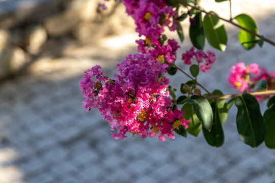 Pink lagerstroemia indica flower blooming on branch with green leaf close up. Beautiful crape myrtle blossom in morning sun, summer garden park walkway bokeh background, Mediterranean.
