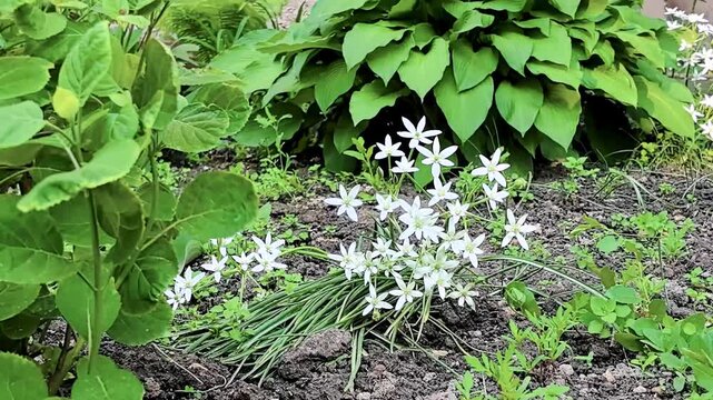 White Ornithogalum flowers swaying in wind near hosta plants in garden