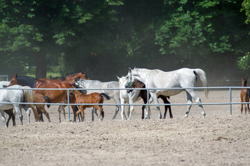Konie krwi arabskiej na wybiegu . Janów Podlaski. Polska. © Monika