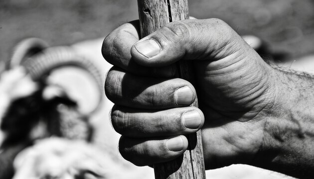 Gripping adult male hand showing rough skin and calluses at outdoor worksite, with worn wooden pole