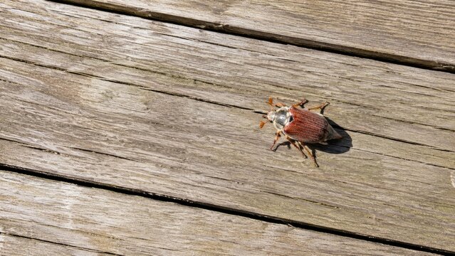 Brown June bug beetle resting on sunlit weathered wooden deck boards