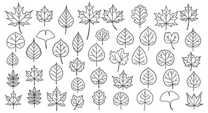 Collection Of Leaf Line Art Illustrations On White Background