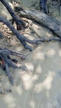 Exotic Mangrove Tree Roots and a Small Black Crab on Sandy Beach at Nemo Reef, Havelock Island, Andaman and Nicobar Islands, India