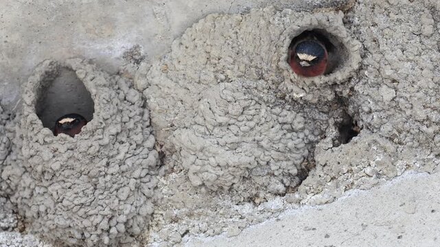 Hirondelle &agrave; front blanc, Petrochelidon pyrrhonota, Qu&eacute;bec, Canada