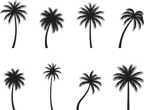 Set of tropical palm tree silhouettes vector collection, isolated black coconut trees, exotic summer nature icons on white background