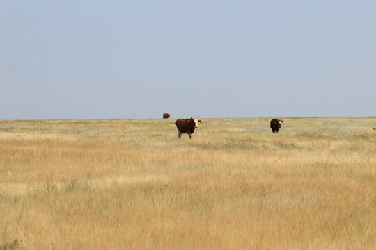 cows in the steppe on a summer day