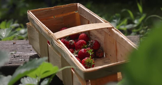 Erdbeeren werden in Korb auf Holz im Feld geworfen