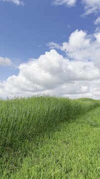 Sunny Blue Sky Over Green Wheat Fields with White Clouds &mdash; Scenic Nature Landscape in Summer Daylight 4K HDR