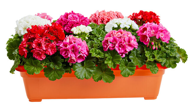 Geranium flowers in orange planter pot with green leaves