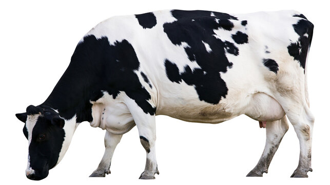 Holstein cow with black and white patches grazing