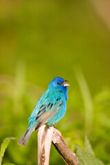 Naklejka premium 01536-023.01 Indigo Bunting (Passerina cyanea) male singing, Marion Co. IL