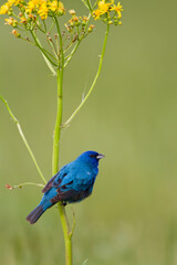 Obraz premium 01536-02619 Indigo Bunting (Passerina cyanea) male on Butterweed (Senecio glabellus), Marion Co., IL