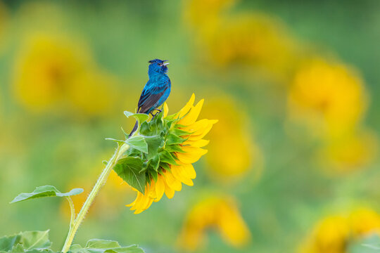 01536-02812 Indigo Bunting (Passerina cyanea) male singing on Sunflower Sam Parr State Park Jasper Co. IL