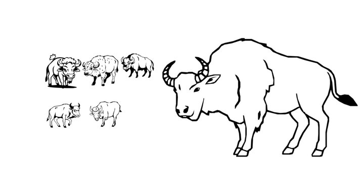 Anoa Dwarf Buffalo with Compact Body on White Background Outline
