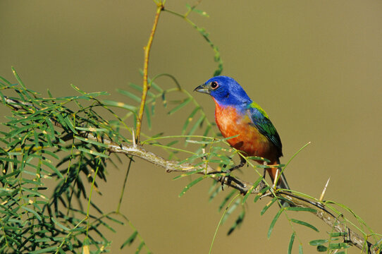 01535-00219 Painted Bunting (Passerina ciris) male Starr Co.  TX