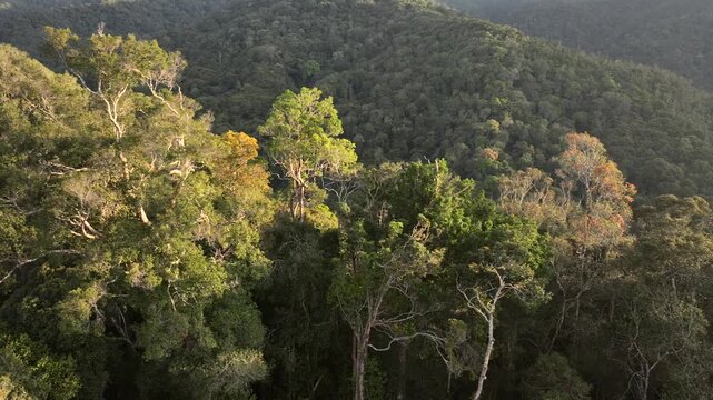 Lush Tropical Rainforest of Borneo, Asia. Mountain mossy Dense tropical equatorial rainforest. Aerial Shot of ecosystem.