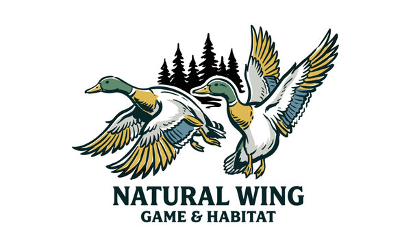 Hand drawn illustration of flying mallard ducks with pine trees for outdoor hunting club logo