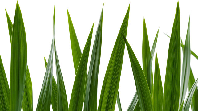 Green grass blades with sharp pointed tips