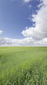 Sunny Blue Sky Over Green Wheat Fields with White Clouds &mdash; Scenic Nature Landscape in Summer Daylight 4K HDR