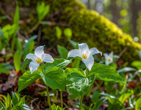 Three white trillium flowers bloom among green leaves on the forest floor in the soft light of a spring morning.
