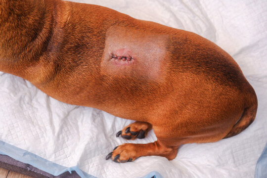 Dachshund dog with surgical incision after IVDD treatment