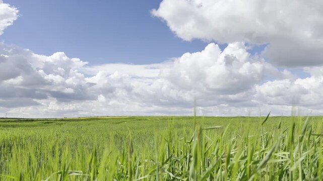 Sunny Blue Sky Over Green Wheat Fields with White Clouds &mdash; Scenic Nature Landscape in Summer Daylight 4K HDR